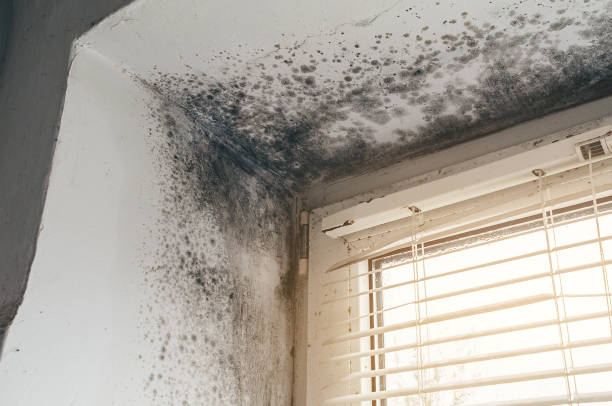 Affordable Mold Remediation solutions in Jamestown, NC